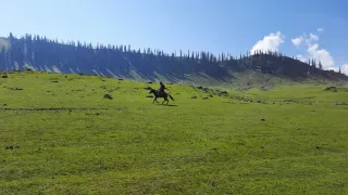 Tosamaidan kashmir